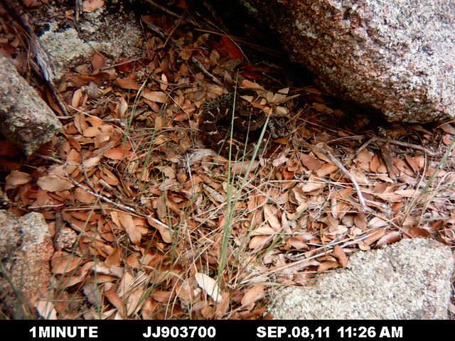 Just before the squirrel appears in the video, Sigma turns and assumes an S-coil defensive posture typical of rattlesnakes: she turns, expands her body to look as large as possible, and assumes a ready-to-strike (S-coil) defensive posture.