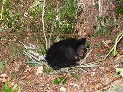 築巢而息為台灣黑熊特性之一。(陳詩佳 攝)