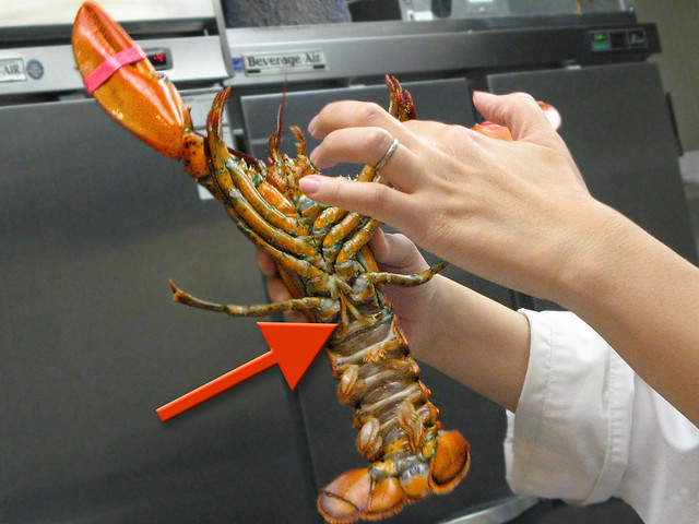 lobster anatomy