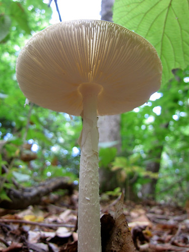 tall mushroom