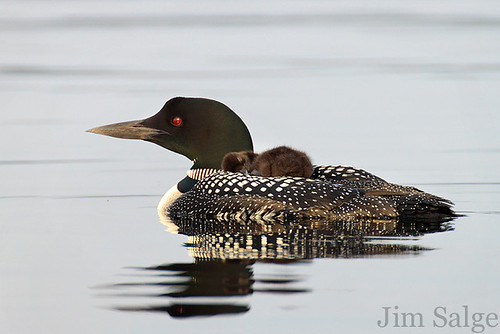 Nap on the Back - Loon and Sleeping Chick