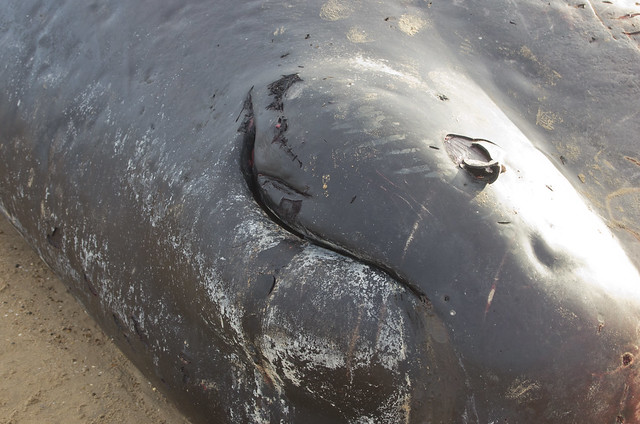 sperm whale Hunstanton beach blow hole