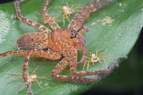 huntsman spider with spiderlings IMG_8696 (2) copy