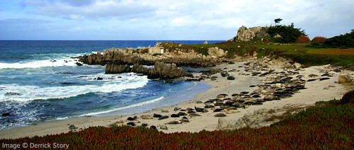 Monterey Landscape