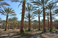 6.Kibbutz Lotan的農產品及建築材料來源之一：椰棗林。 陳婉寧攝