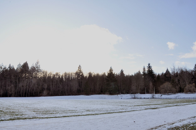snowy-field