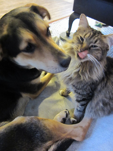 in which the cat washes the dog