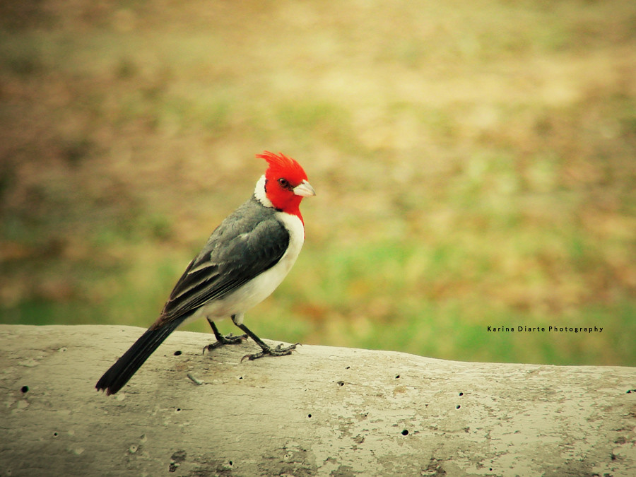 Cardenal / Red-crested Cardinal