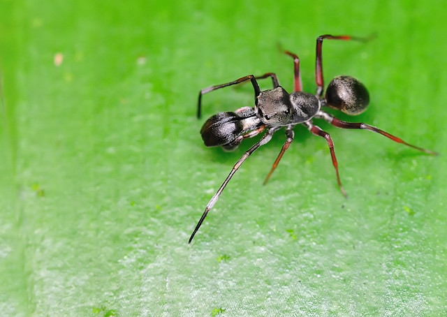Myrmarachne maxillosa | Ant Mimic Spider