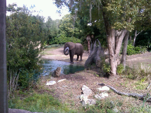 elephants on safari
