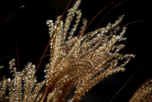 Winter Grasses by Sandee4242