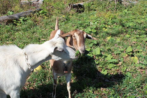 Goats are use to help remove unwanted invasive plants; multiflora rose is their favorite. 