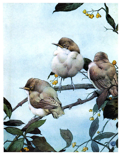 038-La curruca del sauce-The book of baby birds 1912- Ilustrado por Edward Detmold- Hatchi Trust Digital library