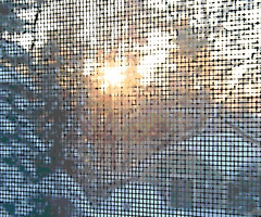 Rising Sun Through Window Screen (Digital Woodcut) by randubnick