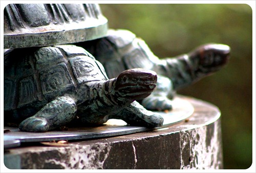 savannah turtles