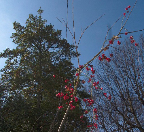 White Pine, Red Berries, Blue Sky
