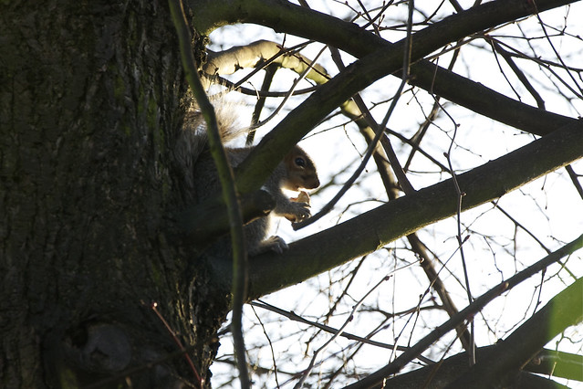 squirrel mid-nibble
