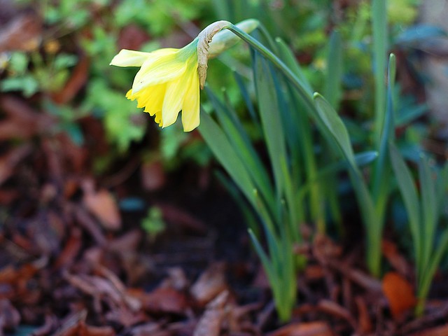 A blooming yellow daffodil