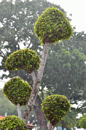 Heavy rain and shaped tree