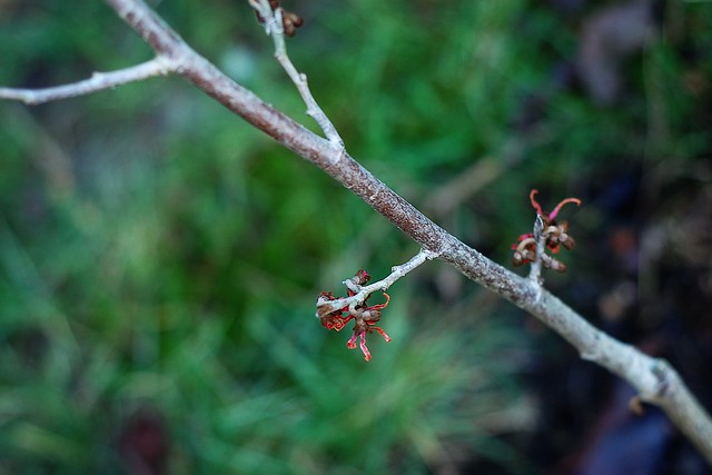 A few red winter flowers showing on a Witch Hazel plant