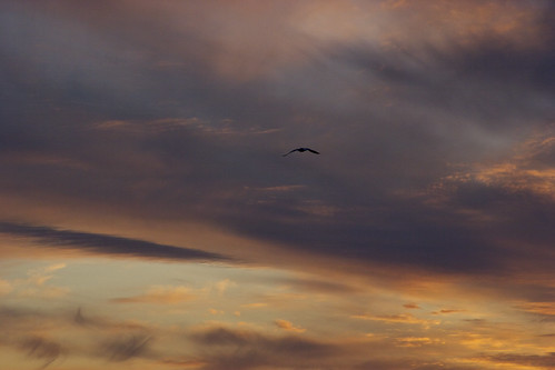 bird in sky by davedehetre