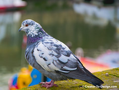 Pigeons Parisien