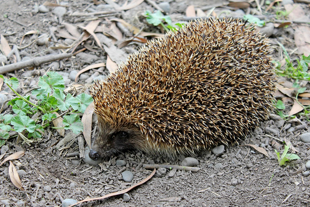 Hedgehog friend