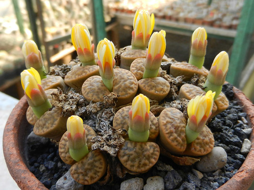 Lithops bromfieldii var. insularis by Succulents Love