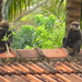 Monkeys hanging out on the roof