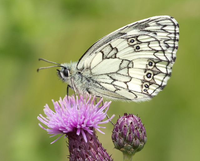 marbled white butterfly 20
