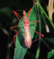 Assassin Bugs - (Reduviidae)