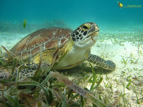 swimming with turtles feeding on sea grass