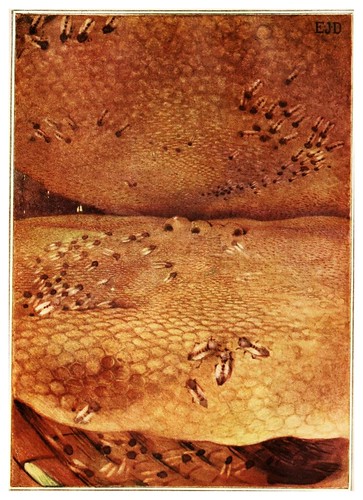 019-Los panales-The life of the bee 1901-Ilustrada por Edward Detmold