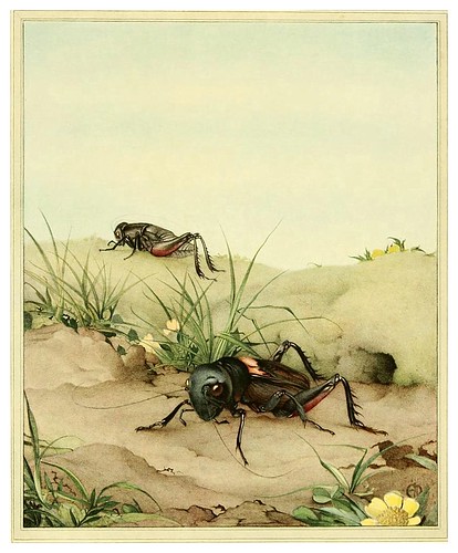 032-El grillo de campo- Fabre's book of insects ..1921-Ilustrado por Edward Detmold