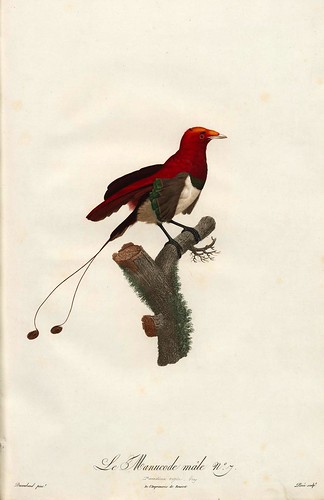 006-El manucode macho-Histoire naturelle des Oiseaux de paradis et des Rolliers.. 1806-François Levaillant