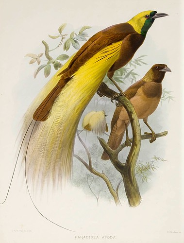 017-Gran Ave del Paraiso-A Monograph of the Paradiseidae-1873 D.G. Elliot