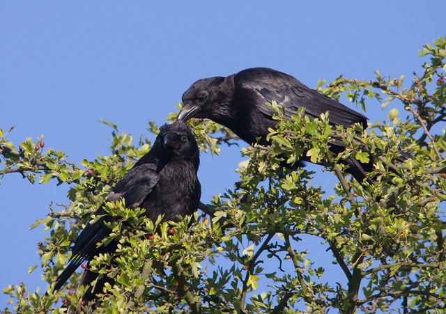 carrion crows 2