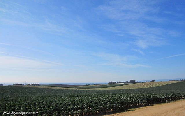 Near Watsonville - Miles of Farmland
