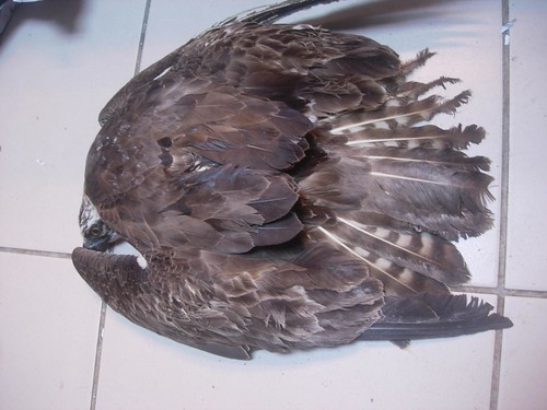 遭電擊傷害之魚鷹通常都難以救治，這隻魚鷹幸運地只傷到羽毛。（圖片來源：特生中心）