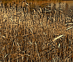 Tall Winter Grasses (Digital Woodcut) by randubnick