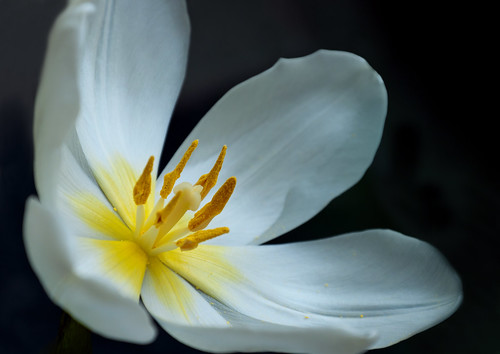 Tulp - Overblown white tulip by RuudMorijn