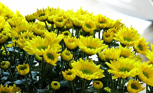 IMG_1347 Yellow chrysanthemum