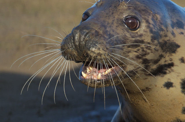 grey seal feamle close up