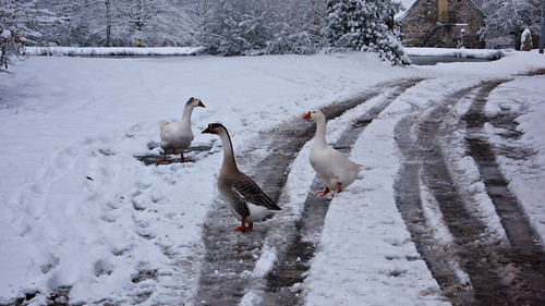 France, geese in the snow