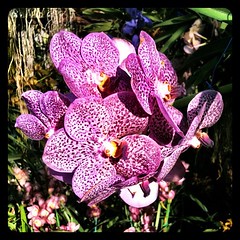#orchid at Royal #Flower Park in Chiang Mai #Thailand. #travel