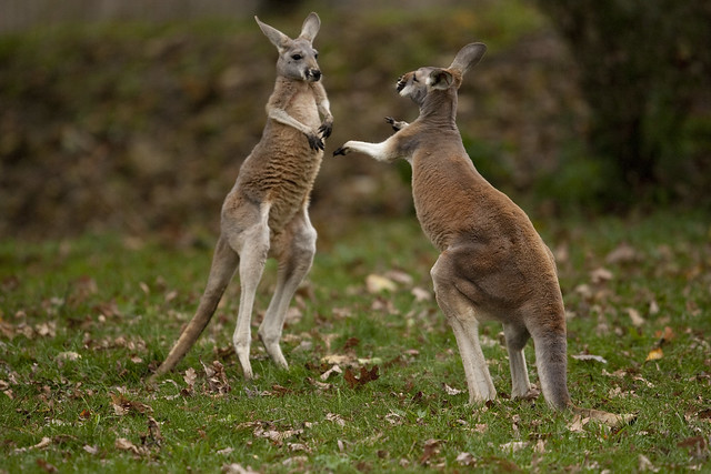Kangaroo Boxing