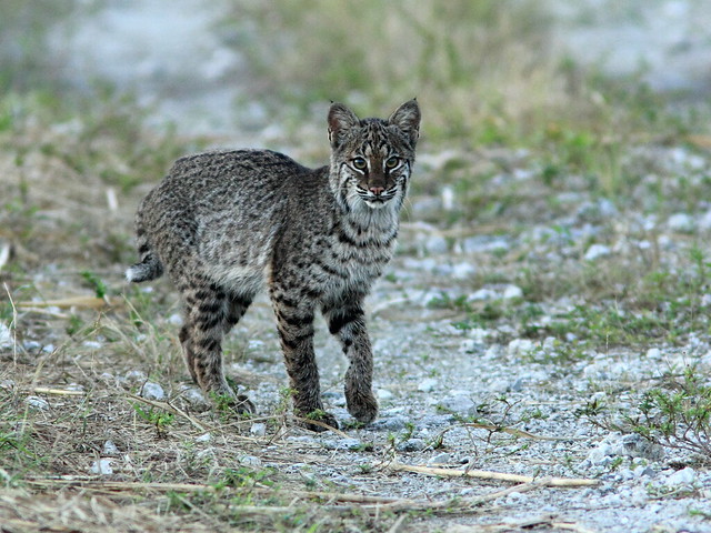 Smaller cub is alarmed 20111125