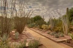 Phoenix Desert Botanical Garden