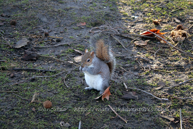 scoiattolo squirrel