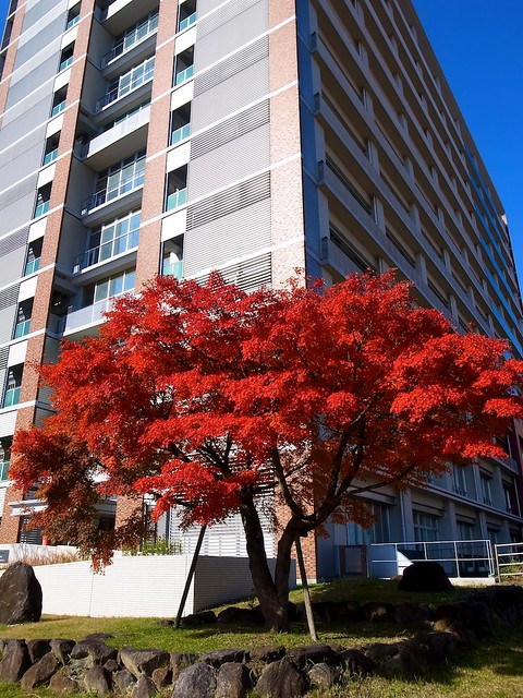 Campus tree in autumn